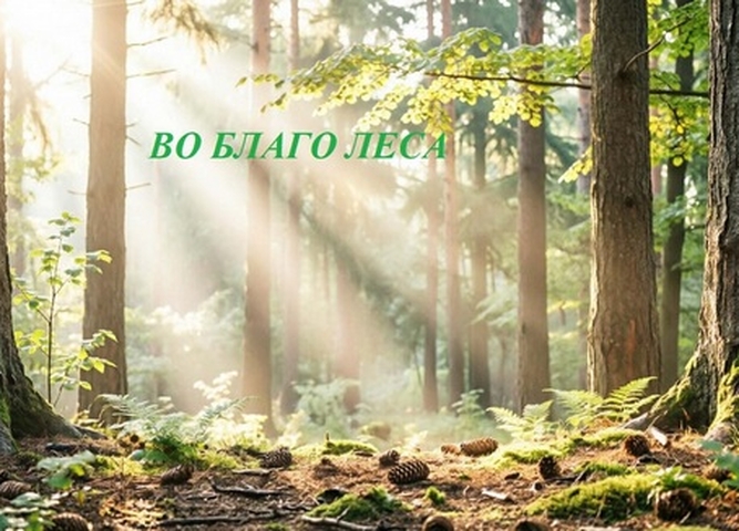 В Иркутской области впервые стартует грантовый конкурс для руководителей школьных лесничеств 